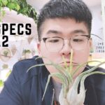 Secretos para plantar Tillandsia Caput-Medusae: persona sosteniendo una Tillandsia caput-medusae en un interior con otras plantas.