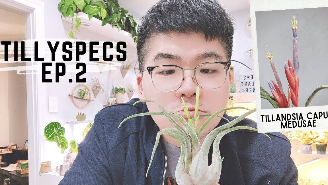 Secretos para plantar Tillandsia Caput-Medusae FÁCIL y RÁPIDO