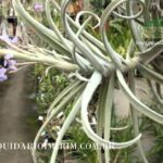 Plantar Tillandsia Duratii: un hogar mágico con hojas plateadas y flores lila