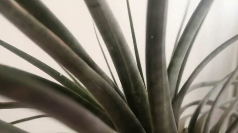 ¡Descubre los secretos para plantar Tillandsia Fasciculatas!