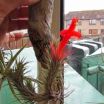 Consejos para plantar Tillandsia Funckianas con éxito: Tillandsia montada en un trozo de madera con flor roja sostenida por una mano junto a una ventana