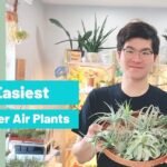 Secretos para plantar la Tillandsia Harrisii de forma sencilla