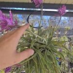 Guía completa para plantar Tillandsia paucifolias en casa