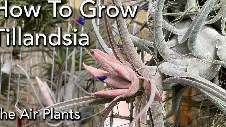 ¡Descubre los secretos para plantar Tillandsia Selerianas con éxito!