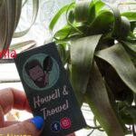 Guía completa para plantar Tillandsia Streptophyllas como un experto: mano con uñas azules sostiene una tillandsia streptophylla verde junto a una tarjeta frente a una ventana con luz indirecta.