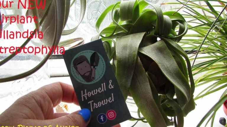 Guía completa para plantar Tillandsia Streptophyllas como un experto