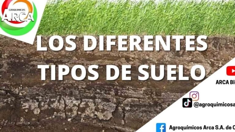 Descubre cómo plantar melones y disfruta de una cosecha dulce y jugosa   ¡Sigue nuestros consejos!   #Melones #Huerto #Agricultura