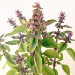 Descubre las variedades de albahaca para potenciar tus platos