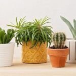 Todo lo que debes saber sobre las macetas de terracota para tus plantas