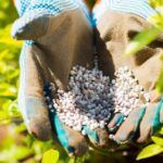 Todo lo que necesitas saber sobre abonos de liberación rápida para tu jardín