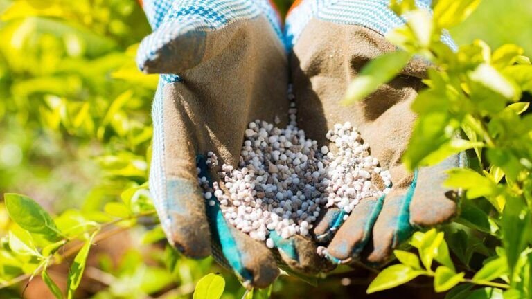 todo lo que necesitas saber sobre abonos de liberacion rapida para tu jardin