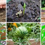 Todo lo que necesitas saber sobre las semillas de plantas anuales: cómo cultivarlas y cuidarlas