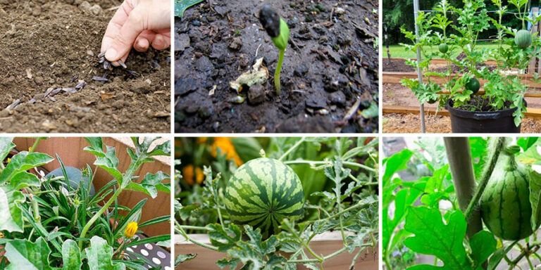 todo lo que necesitas saber sobre las semillas de plantas anuales como cultivarlas y cuidarlas