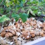 Todo lo que necesitas saber sobre los abonos líquidos para potenciar el crecimiento de tus plantas