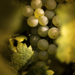 Todo lo que necesitas saber sobre los controvertidos controladores de plagas químicos