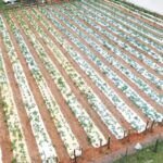 Todo lo que necesitas saber sobre los sistemas de entutorado para tus plantas.