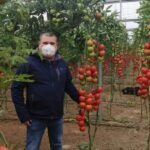 Tomate ideal para Asturias: consejos y variedades