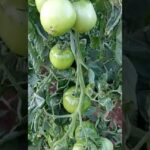 Racimo de tomates verdes en la planta mostrando frutos y follaje, Siembra Tomates en Septiembre: Guía Práctica para el Éxito.