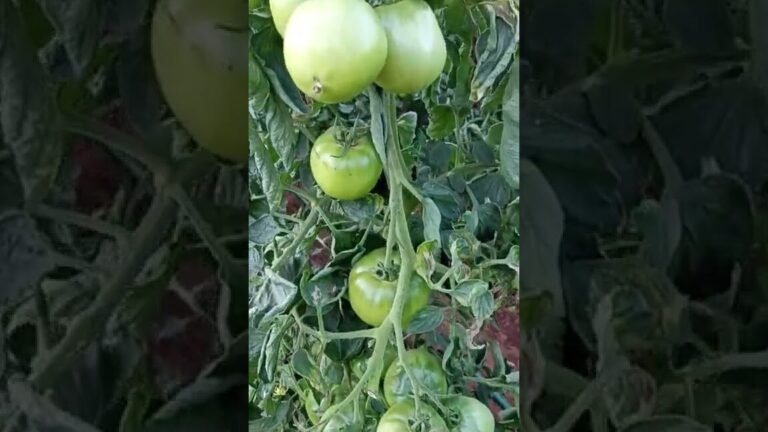 tomates septiembre