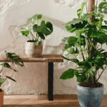Top 10 plantas perfectas para espacios reducidos en tu hogar