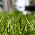 Top 5 de variedades de césped resistente a la sequía: opciones duraderas