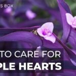 Descubre el secreto detrás de la Tradescantia Pallida, la planta que transformará tu hogar en un oasis de belleza morada