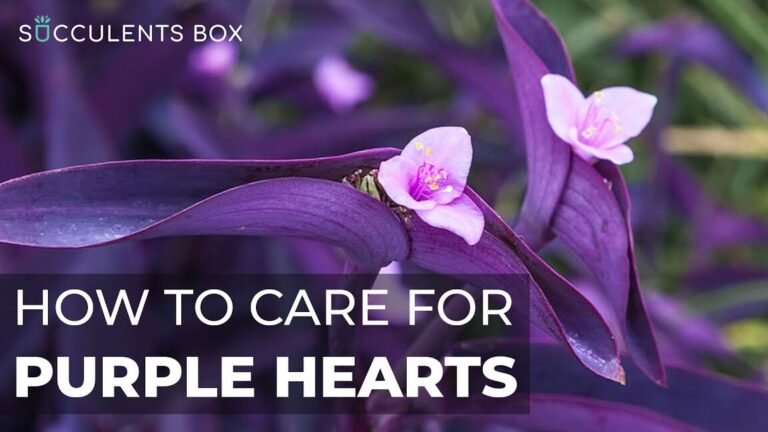 Descubre el secreto detrás de la Tradescantia Pallida, la planta que transformará tu hogar en un oasis de belleza morada
