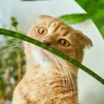 Transforma tu hogar con estas plantas de interior para decorar