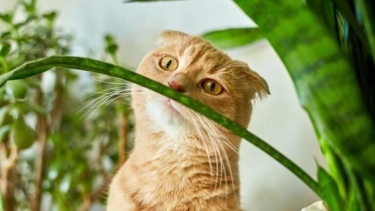 transforma tu hogar con estas plantas de interior para decorar