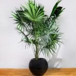 Transforma tu hogar con plantas: descubre cuántas puedes cultivar