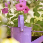 Transforma tu jardín con estas flores fáciles de sembrar