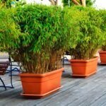 Transforma tu jardín con una maceta grande: ¡descubre qué plantar!