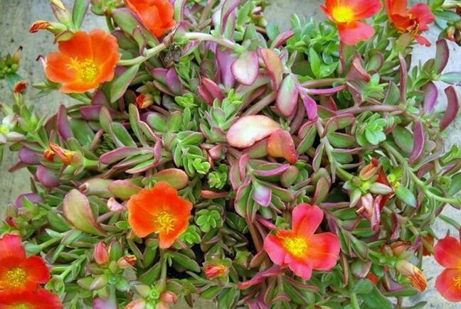 trepando hacia el exito plantas trepadoras perfectas para macetas