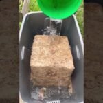 Descubre el secreto del musgo de turba que transformará tu jardín para siempre