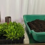 Tutorial completo: Cómo plantar gaillardias en tu jardín