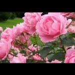 Plantar peonías en tu jardín: ¡secretos para llenarlo de color!