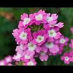 Plantar verbenas: colores vibrantes para tu jardín