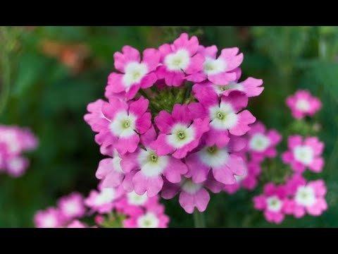 Plantar verbenas: colores vibrantes para tu jardín