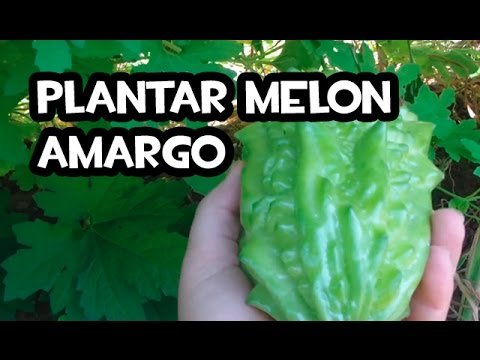 ¡Descubre el secreto para plantar calabazas amargas con éxito!