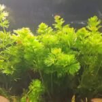 Guía completa: Cómo plantar cabombas en tu jardín