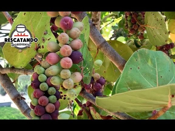 ¡Descubre el secreto para plantar uvas de mar y disfrutar de su exquisito sabor en tu jardín!   #PlantarUvasDeMar
