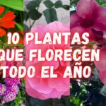 Guía para Plantar Consueldas