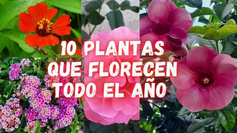 Guía para Plantar Consueldas
