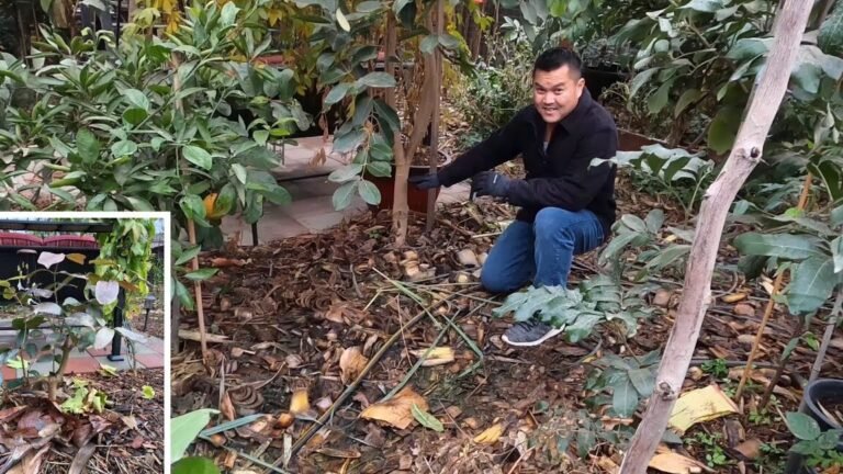 Cultiva tus propios fresnos con estos sencillos pasos