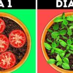 Verde en miniatura: 10 plantas pequeñas para cultivar en casa