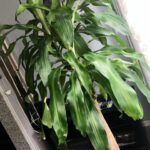 Verde en tu hogar: las mejores plantas de interior