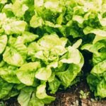 Verduras de sombra: descubre qué sembrar en lugares con poca luz