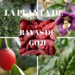 ¡Descubre paso a paso cómo plantar bayas de Goji y cosechar tus propias superfrutas en casa!