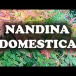 Descubre el paso a paso para plantar nandinas en tu jardín