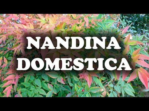 Descubre el paso a paso para plantar nandinas en tu jardín